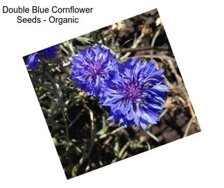 Double Blue Cornflower Seeds - Organic