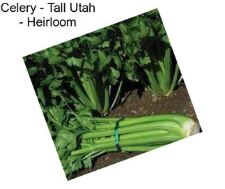 Celery - Tall Utah - Heirloom