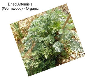 Dried Artemisia (Wormwood) - Organic