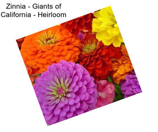 Zinnia - Giants of California - Heirloom