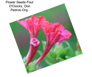 Flower Seeds-Four O\'Clocks, Don Pedros-Org.