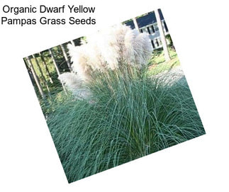 Organic Dwarf Yellow Pampas Grass Seeds