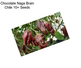 Chocolate Naga Brain Chile 10+ Seeds