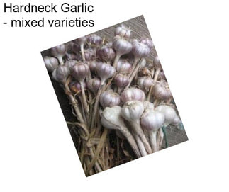 Hardneck Garlic - mixed varieties