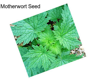 Motherwort Seed