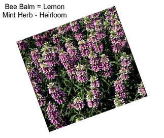 Bee Balm = Lemon Mint Herb - Heirloom