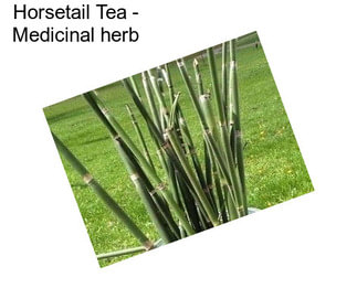 Horsetail Tea - Medicinal herb