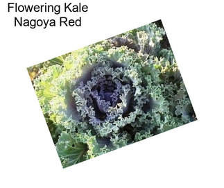 Flowering Kale Nagoya Red