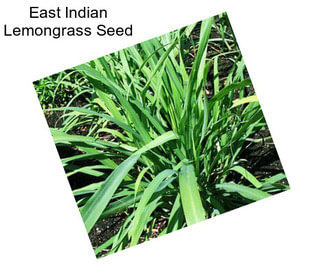 East Indian Lemongrass Seed