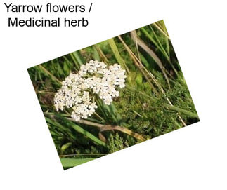 Yarrow flowers / Medicinal herb
