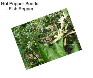 Hot Pepper Seeds - Fish Pepper
