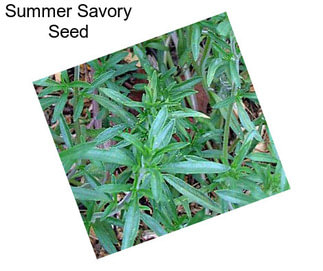 Summer Savory Seed