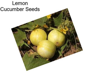 Lemon Cucumber Seeds