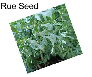 Rue Seed