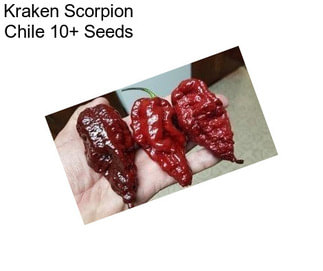 Kraken Scorpion Chile 10+ Seeds
