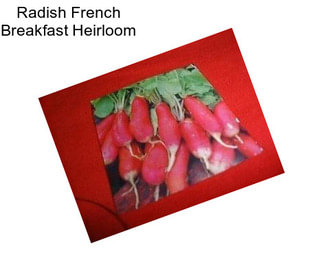 Radish French Breakfast Heirloom