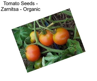 Tomato Seeds - Zarnitsa - Organic