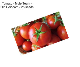 Tomato - Mule Team - Old Heirloom - 25 seeds