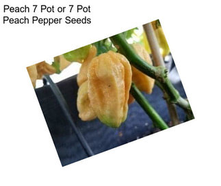 Peach 7 Pot or 7 Pot Peach Pepper Seeds