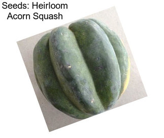 Seeds: Heirloom Acorn Squash