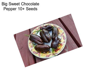 Big Sweet Chocolate Pepper 10+ Seeds