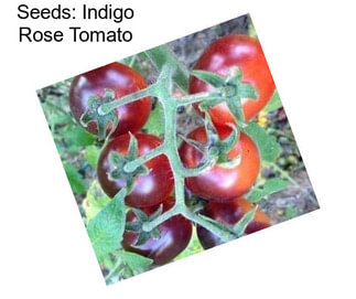 Seeds: Indigo Rose Tomato