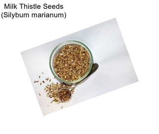 Milk Thistle Seeds (Silybum marianum)