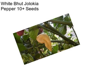 White Bhut Jolokia Pepper 10+ Seeds