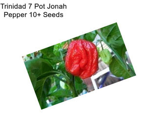 Trinidad 7 Pot Jonah Pepper 10+ Seeds