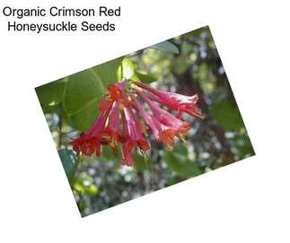 Organic Crimson Red Honeysuckle Seeds