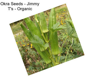 Okra Seeds - Jimmy T\'s - Organic