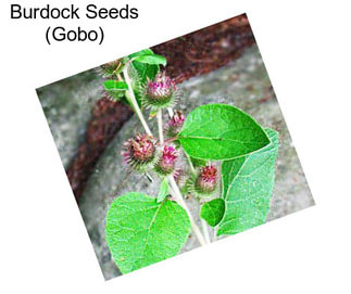 Burdock Seeds (Gobo)