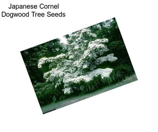 Japanese Cornel Dogwood Tree Seeds