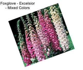 Foxglove - Excelsior - Mixed Colors