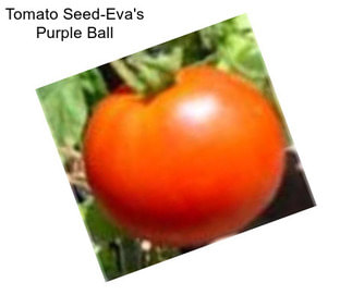 Tomato Seed-Eva\'s Purple Ball