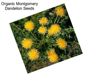 Organic Montgomery Dandelion Seeds