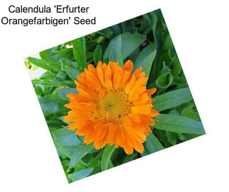 Calendula \'Erfurter Orangefarbigen\' Seed