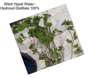 Witch Hazel Water - Hydrosol Distillate 100%