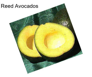 Reed Avocados