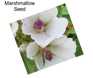 Marshmallow Seed