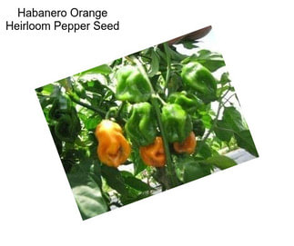 Habanero Orange Heirloom Pepper Seed
