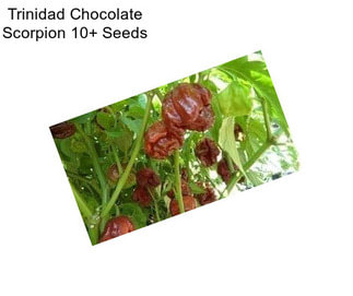 Trinidad Chocolate Scorpion 10+ Seeds