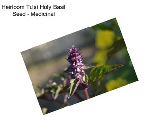 Heirloom Tulsi Holy Basil Seed - Medicinal