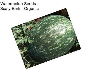 Watermelon Seeds - Scaly Bark - Organic