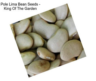 Pole Lima Bean Seeds - King Of The Garden