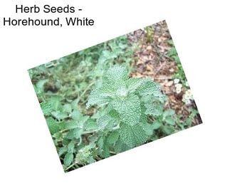 Herb Seeds - Horehound, White