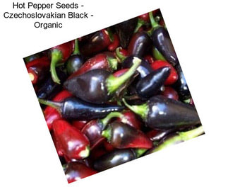 Hot Pepper Seeds - Czechoslovakian Black - Organic