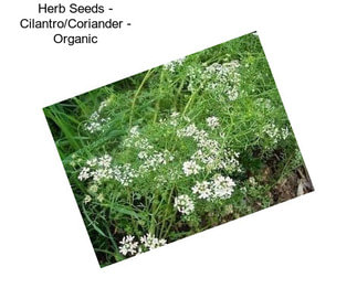 Herb Seeds - Cilantro/Coriander - Organic