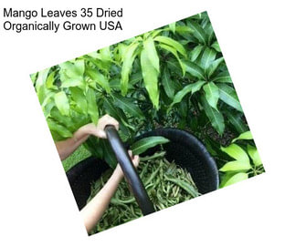 Mango Leaves 35 Dried Organically Grown USA