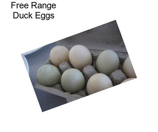 Free Range Duck Eggs